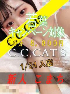 こまち C.C.CATS（渋谷/デリヘル）