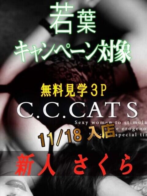 さくら C.C.CATS（受付型M性感＆派遣型M性感）