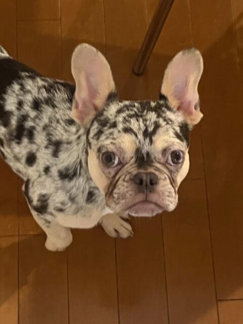 ♡うい♡ VIP Lounge（2ショットキャバクラ）