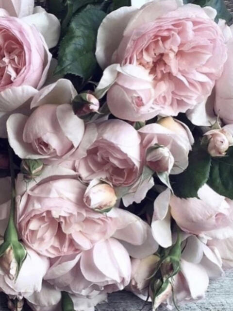 むらさき M性感嬢 完全会員制SM倶楽部M′s Reboot（エムズリブート）（出張SMクラブ）