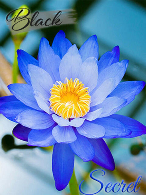 まなみ 贅沢なひと時(デリヘル)