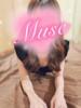 にいな Muse（ミューズ）（/）