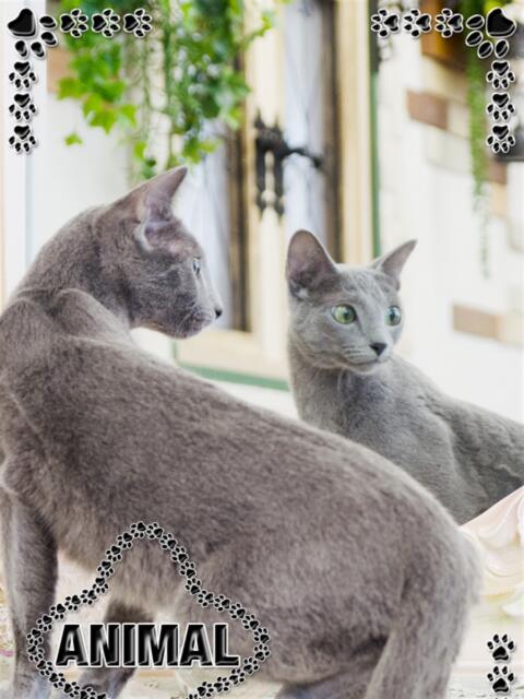 ☆あお姫☆ I know すい～つ 生クリームpie（デリヘル）