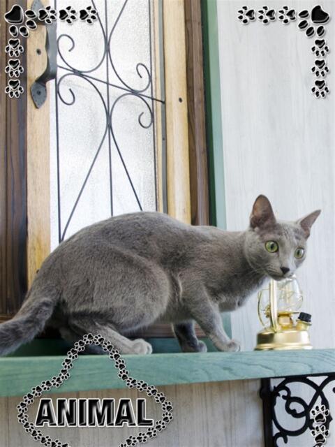 ☆あお姫☆ I know すい～つ 生クリームpie（デリヘル）