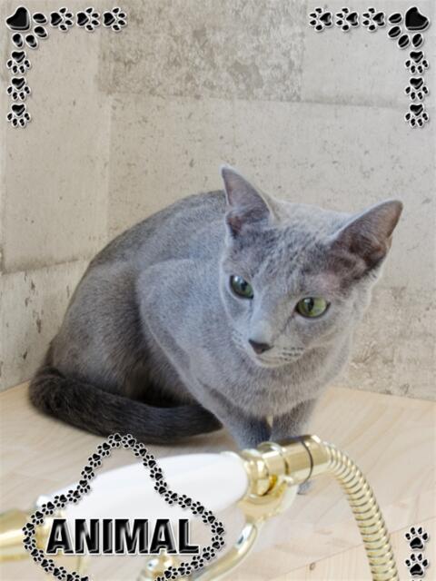 ☆あお姫☆ I know すい～つ 生クリームpie（デリヘル）