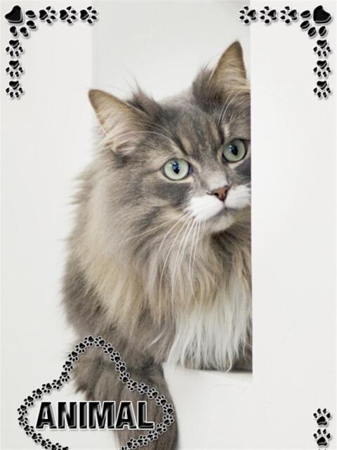 ☆たま姫☆ I know すい～つ 生クリームpie（デリヘル）