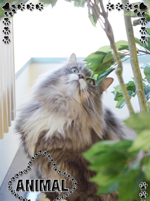 ☆たま姫☆ I know すい～つ 生クリームpie（デリヘル）