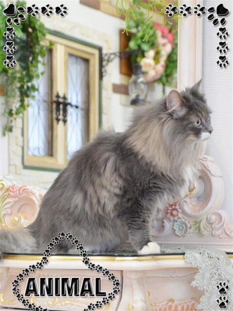 ☆たま姫☆ I know すい～つ 生クリームpie（デリヘル）