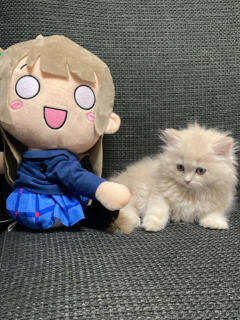 店長兼永久No1☆彡「麻生ことり」 Cawaiiハイ！スクールリターンズ（秋葉原/デリヘル）