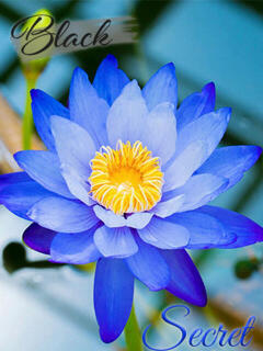 まなみ 贅沢なひと時（新宿・歌舞伎町/デリヘル）