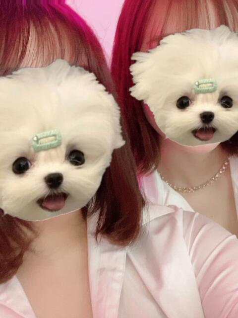 しいか みつばちマーヤZ（いちゃキャバ）