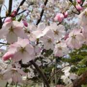 ヒメ日記 2026/04/02 13:47 投稿 しおり 熟女家 梅田店