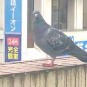 ヒメ日記 2025/05/31 17:15 投稿 かりん まつど女学園