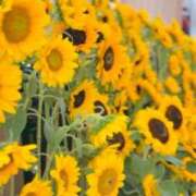 ヒメ日記 2025/07/20 20:01 投稿 チナツ秘書 秘書の品格 クラブアッシュ ヴァリエ