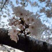 ヒメ日記 2025/04/13 01:20 投稿 ゆり 谷町人妻ゴールデン倶楽部