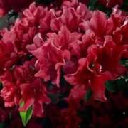 ヒメ日記 2025/04/19 23:25 投稿 ゆり 谷町人妻ゴールデン倶楽部