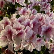 ヒメ日記 2025/04/26 23:40 投稿 ゆり 谷町人妻ゴールデン倶楽部