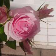 ヒメ日記 2025/01/13 08:46 投稿 みわこ 新宿・新大久保おかあさん