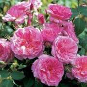 ヒメ日記 2025/02/06 09:31 投稿 みわこ 新宿・新大久保おかあさん