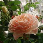 ヒメ日記 2025/03/09 10:19 投稿 みわこ 新宿・新大久保おかあさん