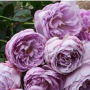 ヒメ日記 2025/08/03 08:00 投稿 みわこ 新宿・新大久保おかあさん