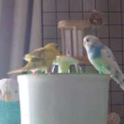 ヒメ日記 2025/08/06 06:40 投稿 みわこ 新宿・新大久保おかあさん