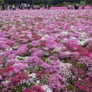 ヒメ日記 2026/04/01 21:08 投稿 仙道あやか 人妻愛姫◆Kiaro24時!!