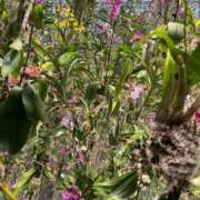 ヒメ日記 2026/04/06 18:20 投稿 水原　あい Oasis(薬研堀)