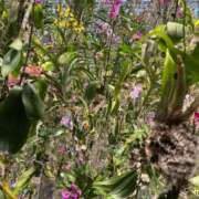 ヒメ日記 2026/04/06 18:38 投稿 水原　あい Oasis(薬研堀)