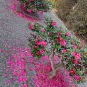 ヒメ日記 2025/01/18 14:07 投稿 くるみ ギン妻パラダイス梅田店