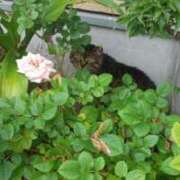 ヒメ日記 2025/01/19 15:34 投稿 くるみ ギン妻パラダイス梅田店