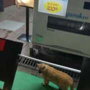 ヒメ日記 2025/02/17 12:28 投稿 くるみ ギン妻パラダイス梅田店