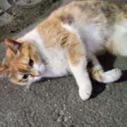 ヒメ日記 2025/03/29 12:30 投稿 くるみ ギン妻パラダイス梅田店