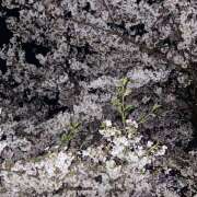 ヒメ日記 2025/04/08 15:11 投稿 まい 大塚 虹いろ回春