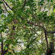 まい 新緑 大塚 虹いろ回春