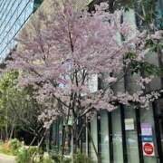 ヒメ日記 2025/04/03 11:11 投稿 さくら 大塚 虹いろ回春