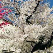 ヒメ日記 2025/04/05 16:11 投稿 さくら 大塚 虹いろ回春