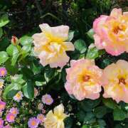 ヒメ日記 2025/05/01 13:59 投稿 さくら 大塚 虹いろ回春