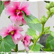 ヒメ日記 2025/05/24 13:54 投稿 さくら 大塚 虹いろ回春