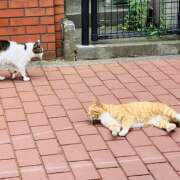 ヒメ日記 2025/05/25 22:37 投稿 さくら 大塚 虹いろ回春