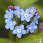 ヒメ日記 2025/05/26 17:25 投稿 さくら 大塚 虹いろ回春