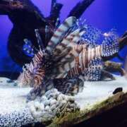 ヒメ日記 2025/07/24 13:05 投稿 さくら 大塚 虹いろ回春