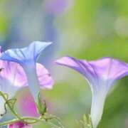 ヒメ日記 2025/07/31 17:04 投稿 さくら 大塚 虹いろ回春