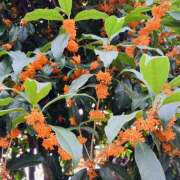 ヒメ日記 2025/10/27 20:47 投稿 さくら 大塚 虹いろ回春