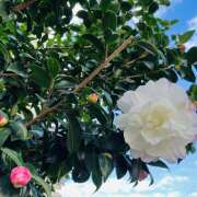 ヒメ日記 2025/11/29 12:43 投稿 さくら 大塚 虹いろ回春