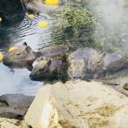 ヒメ日記 2025/12/17 11:42 投稿 さくら 大塚 虹いろ回春