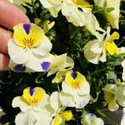 ヒメ日記 2025/12/22 00:01 投稿 さくら 大塚 虹いろ回春