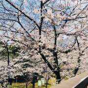 ヒメ日記 2026/03/24 12:20 投稿 さくら 大塚 虹いろ回春