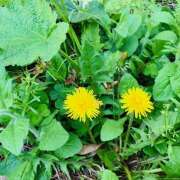 ヒメ日記 2026/04/18 13:11 投稿 さくら 大塚 虹いろ回春