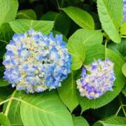 ヒメ日記 2026/05/14 15:24 投稿 さくら 大塚 虹いろ回春